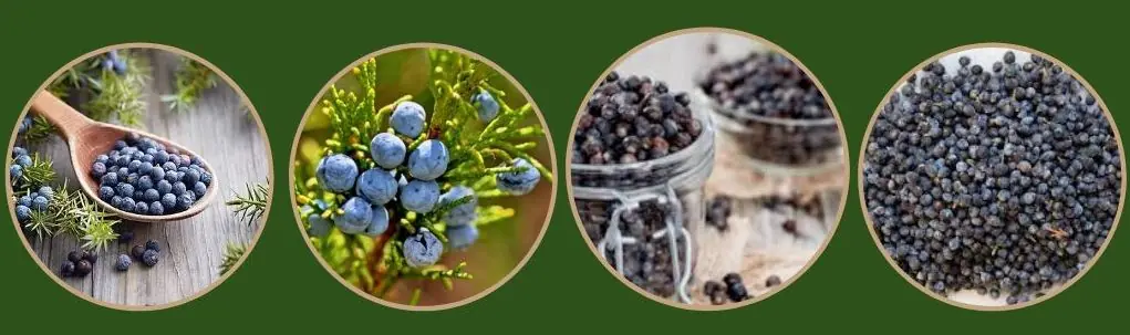 Juniper Berry Wholesaler