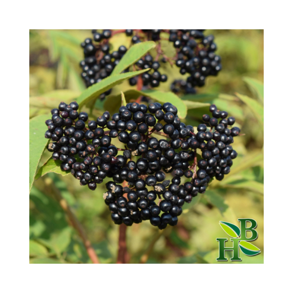 Organic Whole Elderberries - 4oz | Premium Quality, Ideal for Immune Support & Culinary Use - Image 2