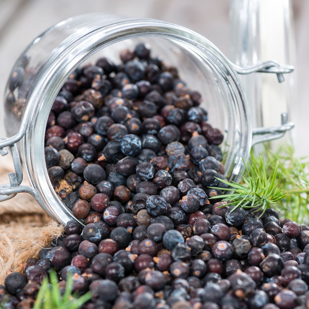 Pure Juniper Berries, Straight from Nature’s Best