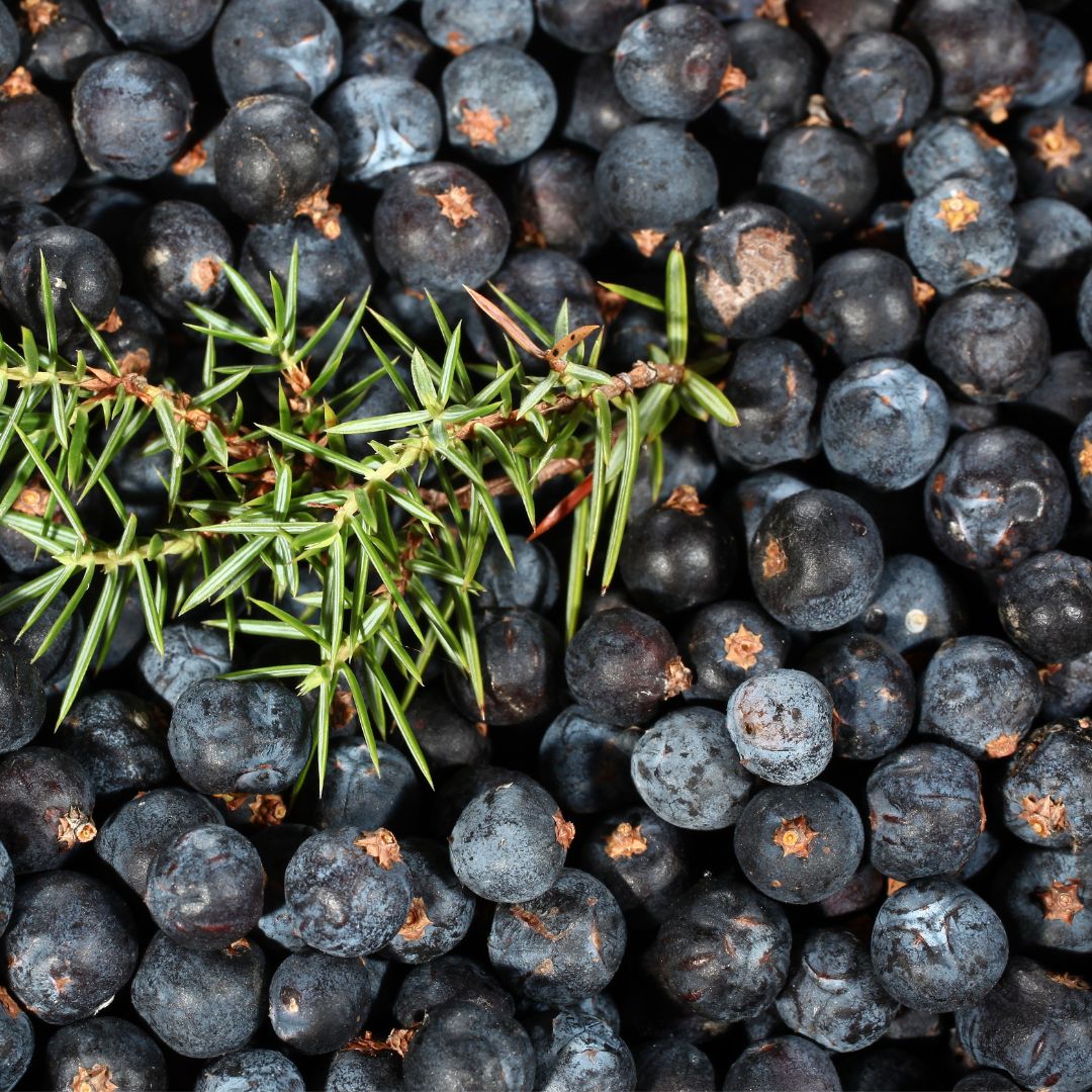 Where to buy juniper berries in bulk