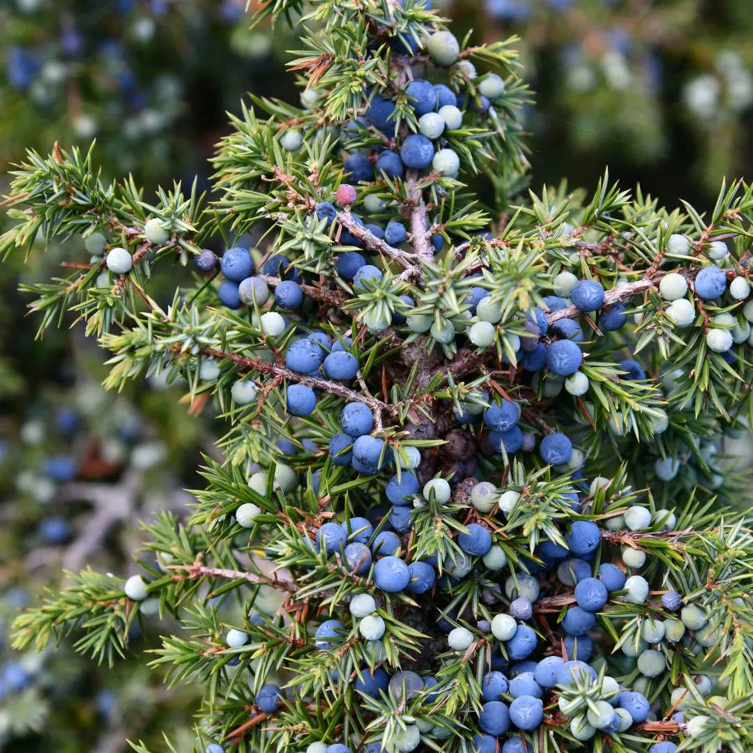 Juniper Berry Wholesaler