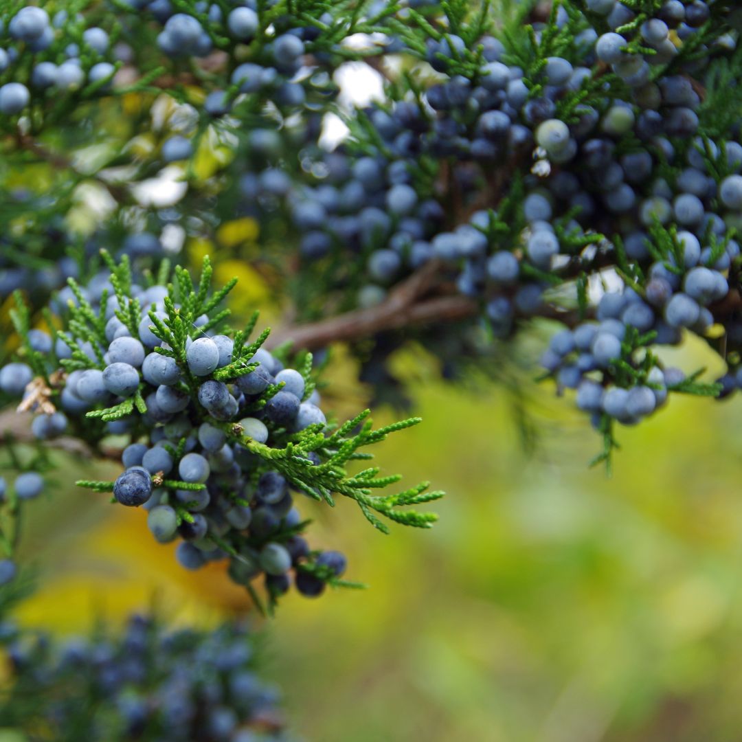 Wholesale organic juniper berries