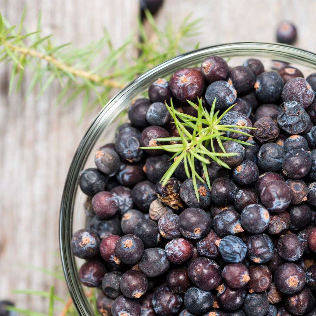 Your Wholesale Source for Quality Juniper Berries